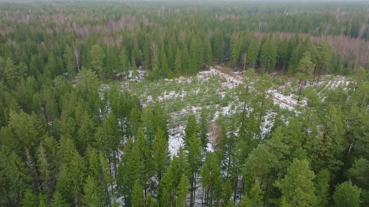 가운 눈으로 인 나무, 북유럽 숲, 소나무 숲, 안개가 가득 찬 겨울 날, 안개, 낮은 구름 이동, 넓은 드론 촬영, 앞으로 이동, 아래로 기울어