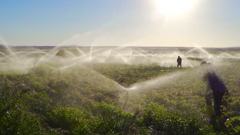 agricultores haciendo riego de campos en cámara lenta.