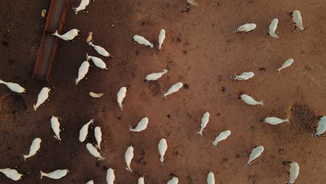 rotating aerial shot above a group of sahara white oryx with some hydrating