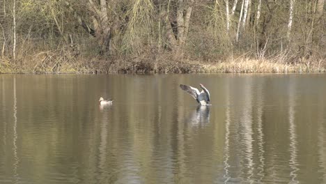 Un-Par-De-Gansos-Nadan-De-Un-Lado-A-Otro-En-Un-Pequeño-Lago