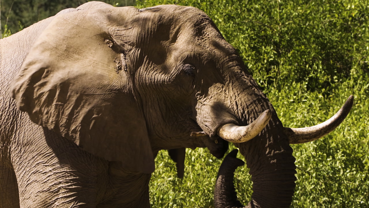 An old desert elephant bull chews on a twig and brings his trunk to the mouth. Green bushes stands in background. The imposing male turns his head toward the camera. Medium to close-up shot.