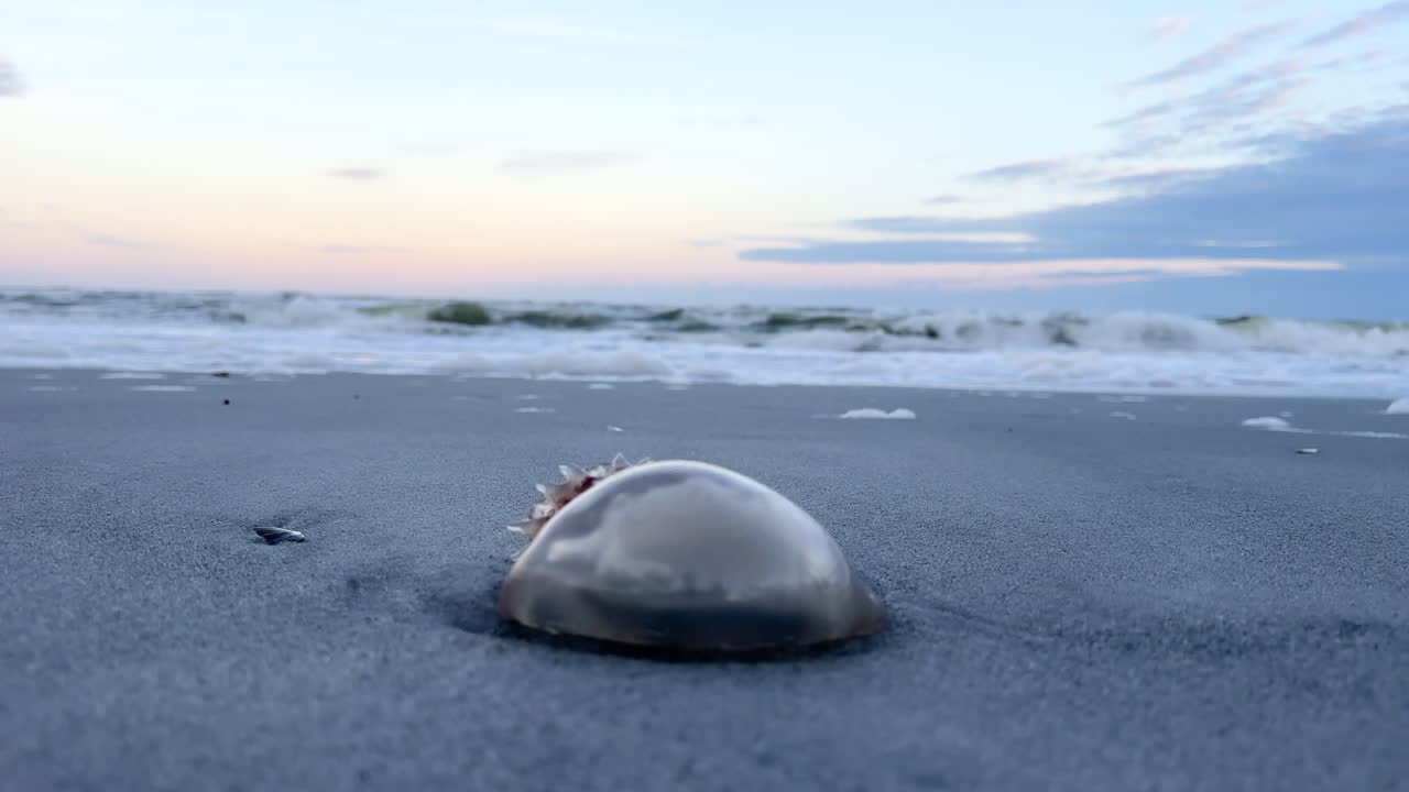 Jellyfish Washed Ashore on a Sandy Beach at Sunset