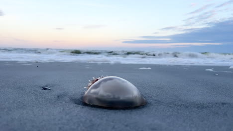 jellyfish washed ashore on a sandy beach at sunset