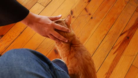 person petting an orange cat on a wooden floor