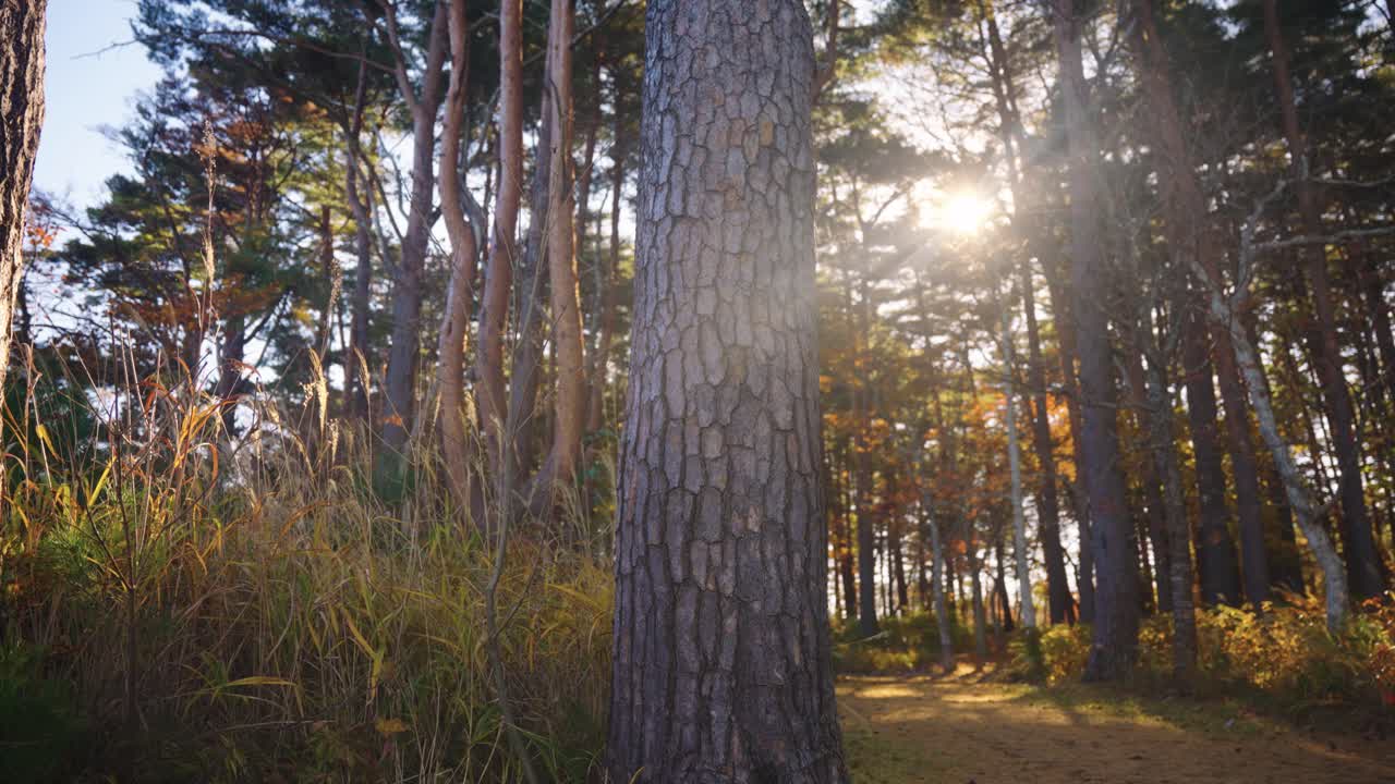 Foresta autunnale su un sentiero escursionistico di montagna, Iwate, Giappone.