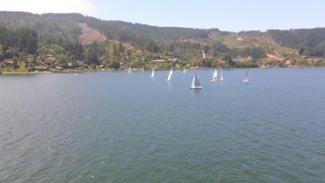 Antena---Veleros-Durante-Una-Regata-En-El-Lago-Vichuquen,-Chile,-Tiro-Amplio-Hacia-Adelante