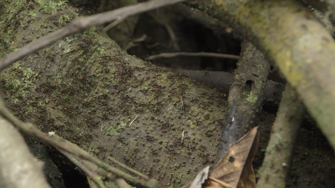 el sendero de las hormigas en la selva de perú