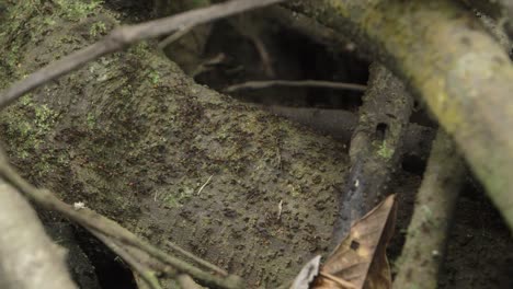 Ants-trail-in-the-jungle-of-Peru