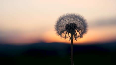 Ein-Schöner-Flauschiger-Pusteblumen-Schwingt-Vor-Einem-Wunderbaren-Sonnenuntergang