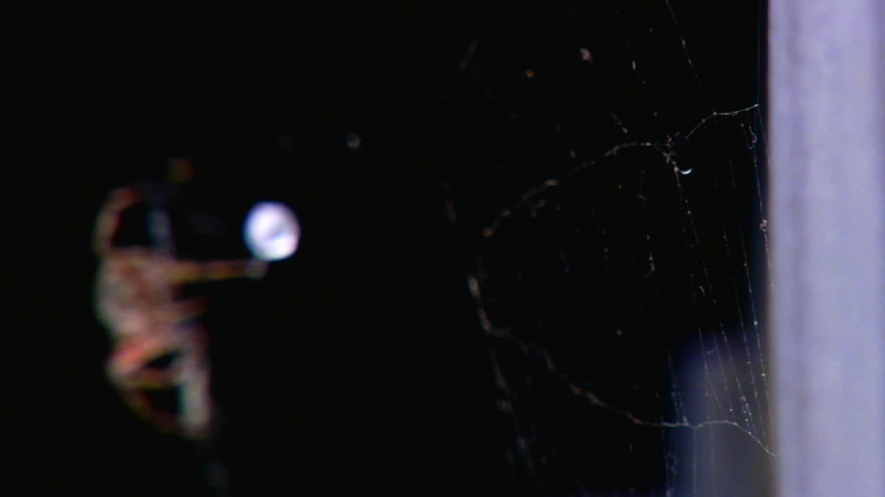 웹을 구축하는 거미의 랙 포커스 클로즈업