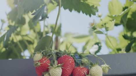 tilt shot: slider shot: juicy strawberries ripen in a high dutch garden