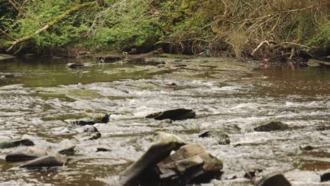 Hand-held-shot-of-a-pair-of-ducks-feeding-in-the-shallow-river-stream