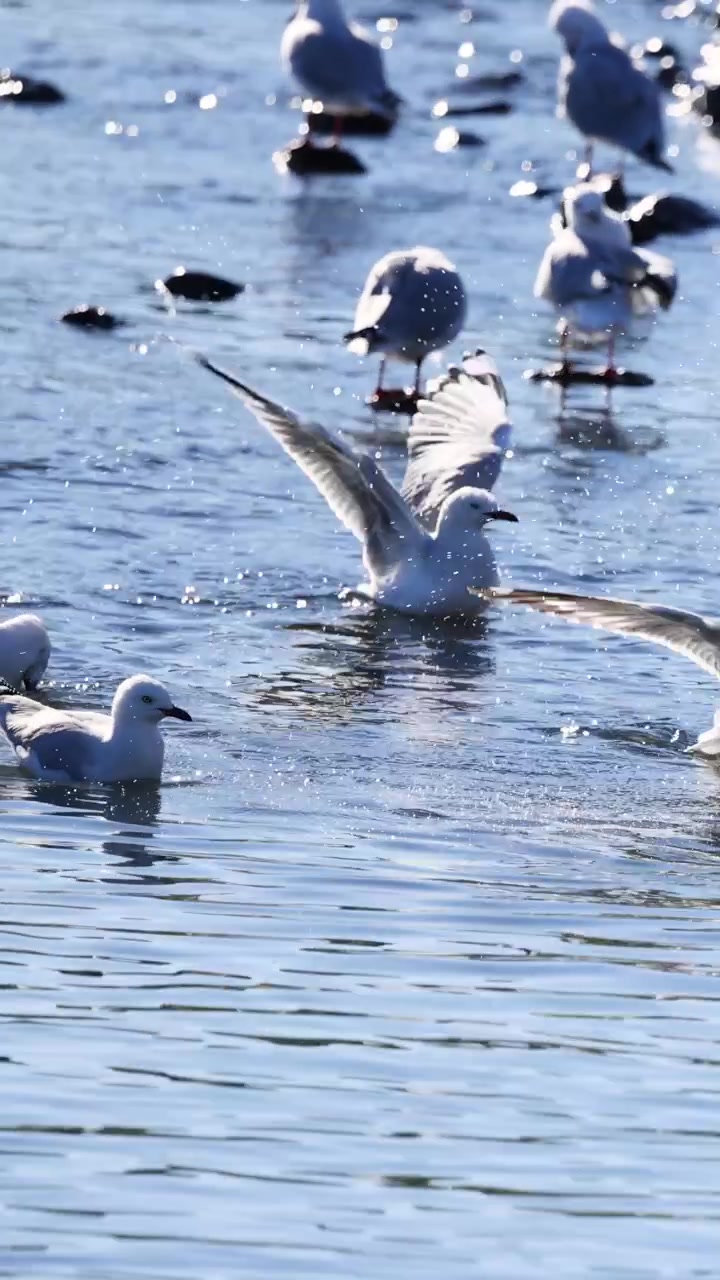 ニュージーランド、アカロアの陽光きらめく水面で戯れるカモメたち。活気と静けさが織りなす情景。
