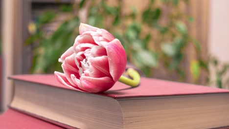 a large beautiful tulip that lies on a book