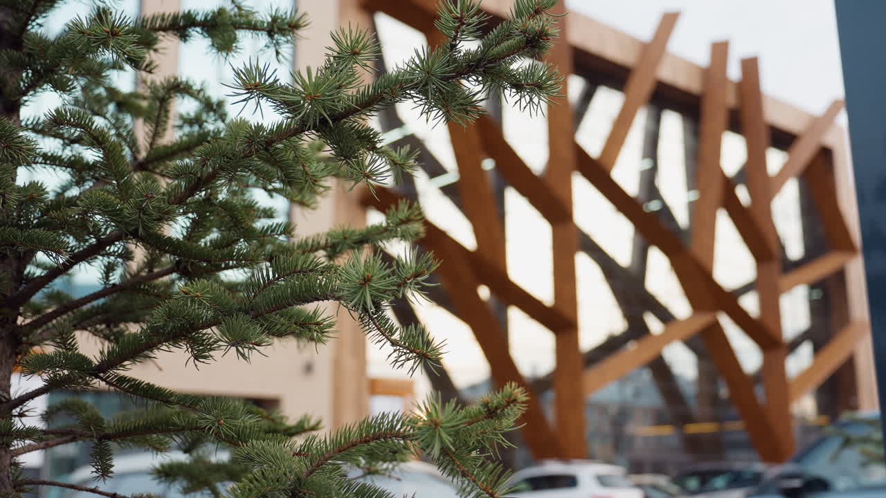 Spruce branches in foreground with modern gym exterior featuring wood beam lattice, floor-to-ceiling glass, parked cars and signage, capturing urban fitness center facade and outdoor environment