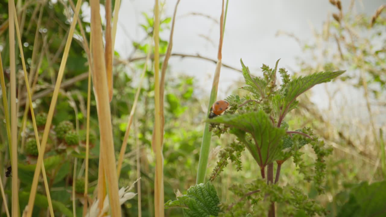 Macro detail of ladybug among green leaves establishing natural insect detailed life feeding and crawling