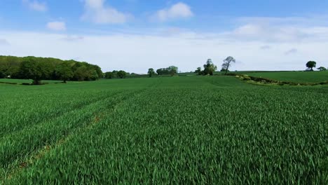 Forward-flying-aerial-closeup-of-lush-green-agricultural-field-edged-by-trees-and-hedges-against-a-blue-cloudy-sky-in-England-UK