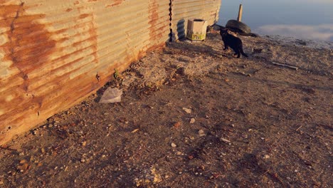 Sleek-black-cat-is-walking-around-near-the-metal-material-building,-afternoon-outdoors-atmosphere,-its-fur-absorbing-the-warm-glow-of-the-sunshine