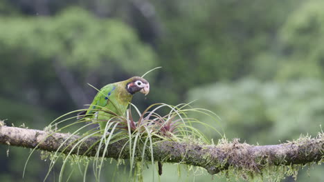 loro con capucha marrón posado en una rama, caminando sobre una pequeña bromelia