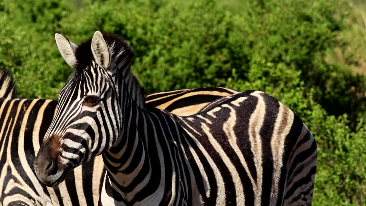 Plains Zebra side profile alert for predators in Africa, Equus quagga
