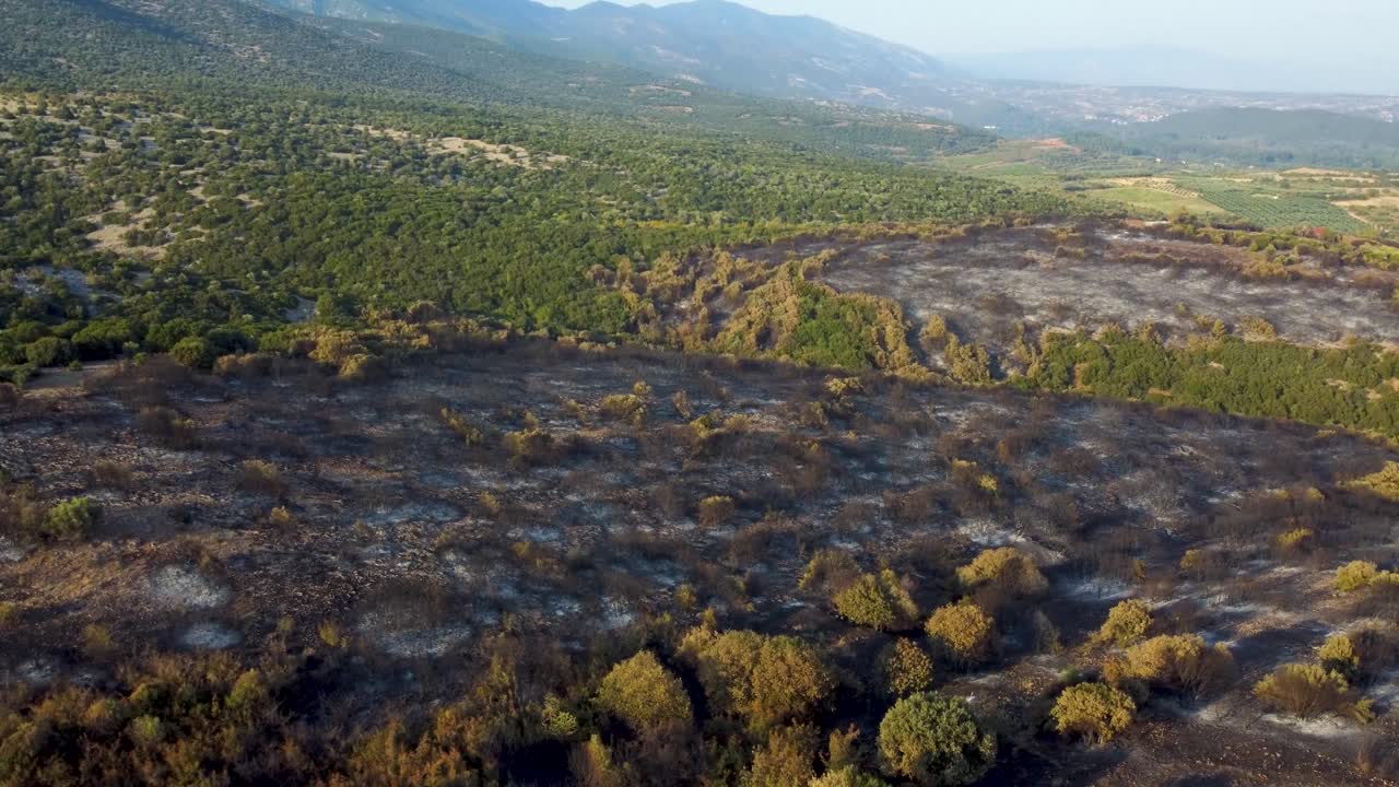 Ripresa aerea che rivela una foresta bruciata distrutta dagli incendi boschivi nella Grecia settentrionale, agosto 2023.