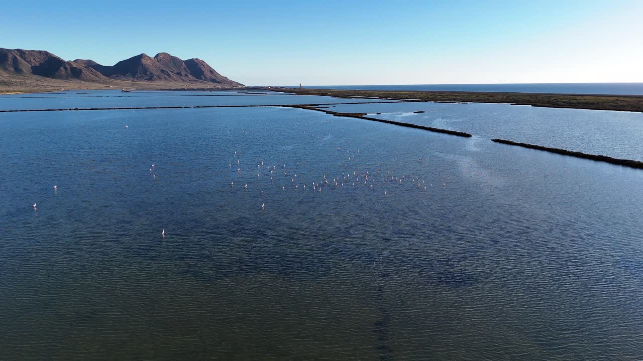 Large flock of phoenicopterus roseus flamingos flying over a salt lake in Spain, creating a beautiful natural spectacle with mountains in the background and clear blue sky
