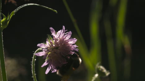 abejorro en una flor púrpura