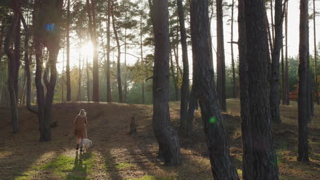 A-middle-aged-woman-walks-in-the-autumn-forest-among-tall-pines.-The-sun-beautifully-illuminates-the-landscape