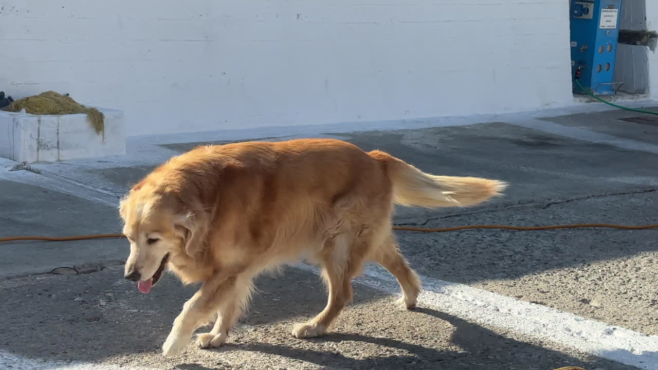 Greece, a golden retriever is paying around at a pier on a sunny day. A golden retriever is in motion and than lays still with a great look at her face.
