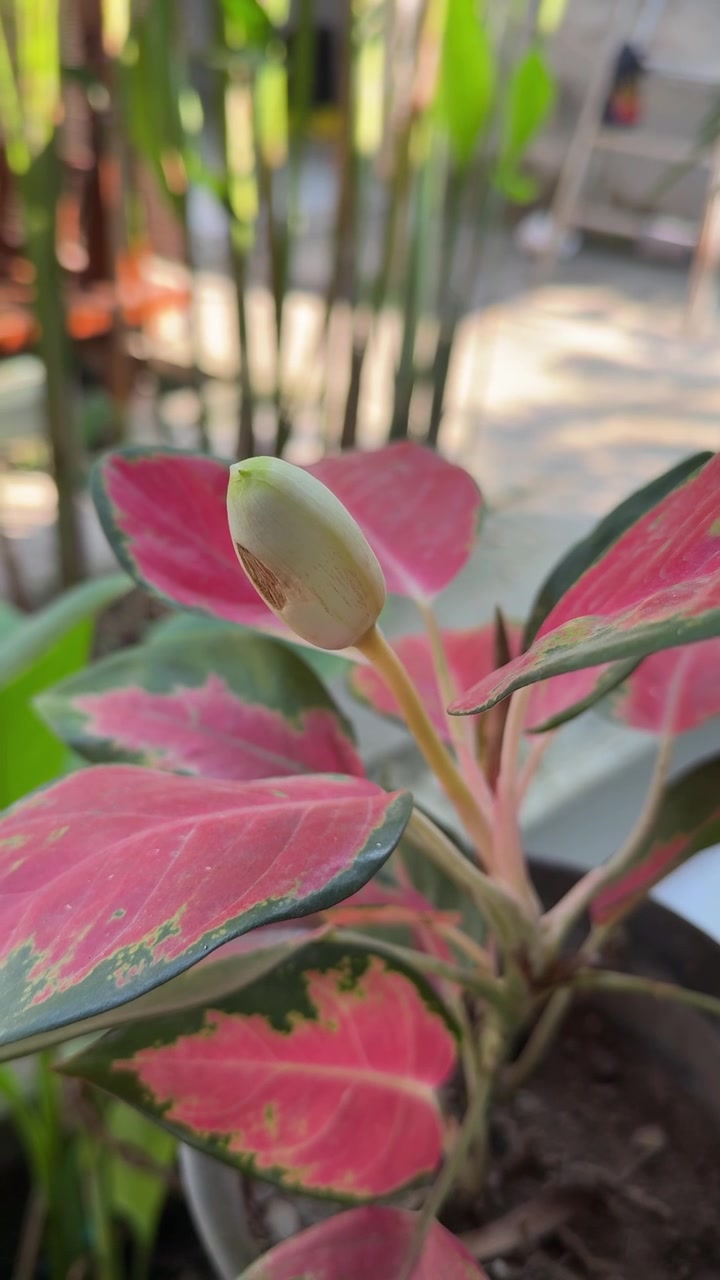 Lähikuva Aglaonema-kasvista nupulla