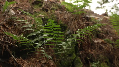 Farne-Wachsen-Entlang-Eines-Waldbodens