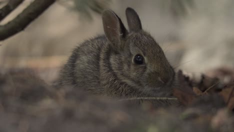 portrait closeup of a small brown cottontail rabbit, young bunny in natural habitat