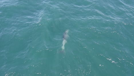 Playful-Bottlenose-Dolphin-Swimming-Under-The-Sea-With-Wavy-Water-In-Daytime