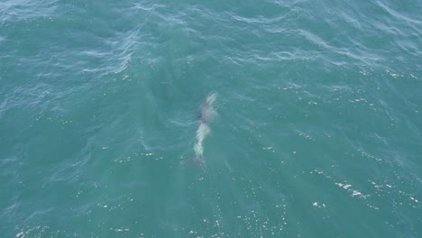 delfín nariz de botella juguetón nadando bajo el mar con agua ondulada durante el día