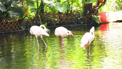 flamingos wading in a serene park pond