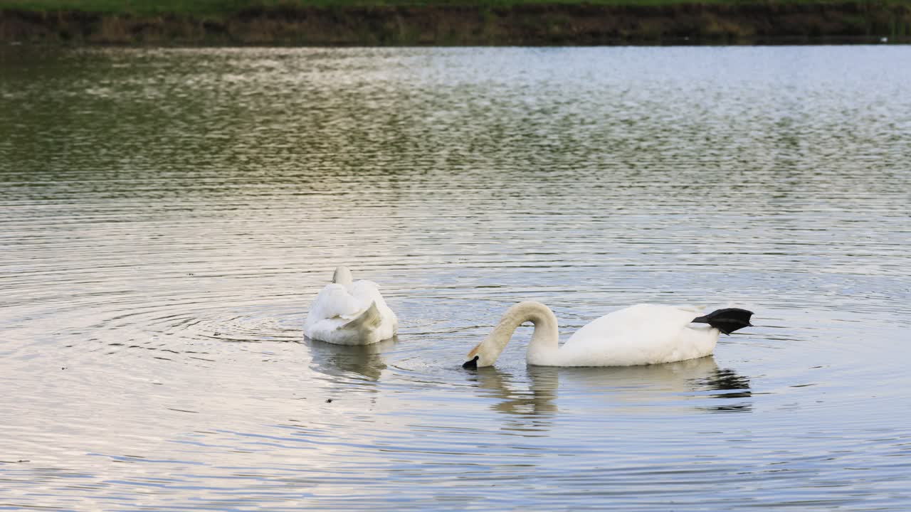 dos cisnes flotando en un lago tranquilo con ondas y comiendo, tiro estático