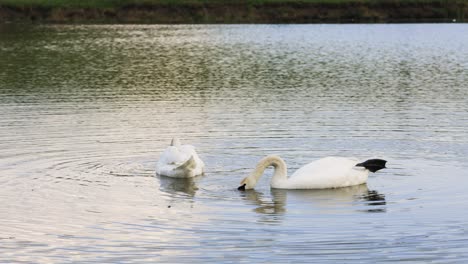 two swans floating on a calm lake with ripples and eating, static shot