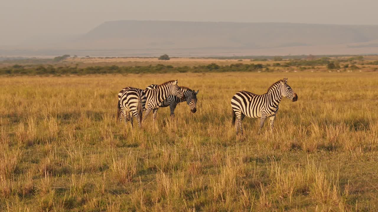Movimento lento della fauna selvatica africana, mandria di zebre che pascola nella savana, animali in safari africano nel Masai Mara in Kenya al Maasai Mara, bellissima luce solare del tramonto nell'ora d'oro, ripresa Steadicam