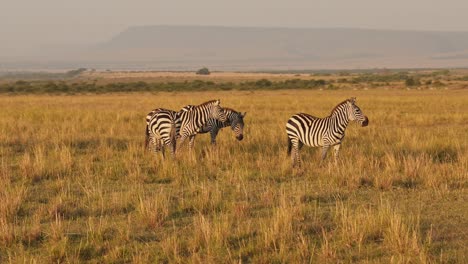 slow motion of africa wildlife, zebra herd grazing savannah, animals on african safari in masai mara in kenya at maasai mara, beautiful golden hour sunset sun light, steadicam shot