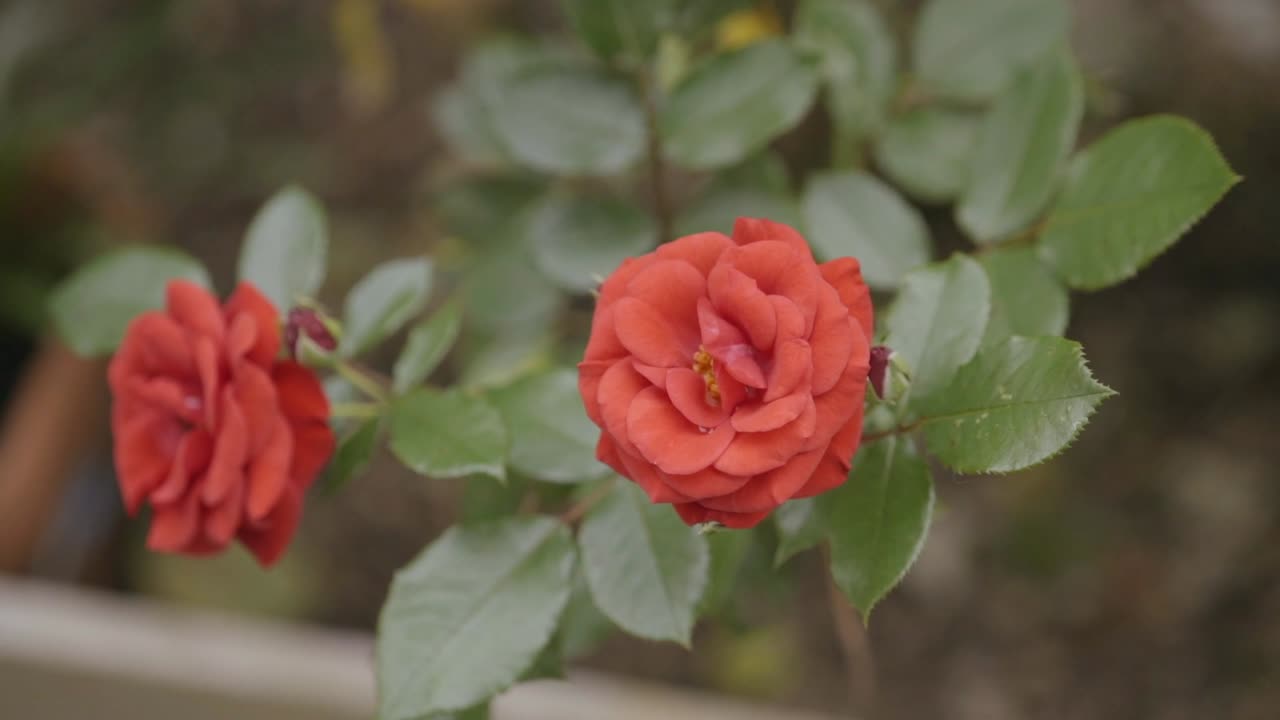Rød rose i slow motion nærbillede på en regnvejrsdag
