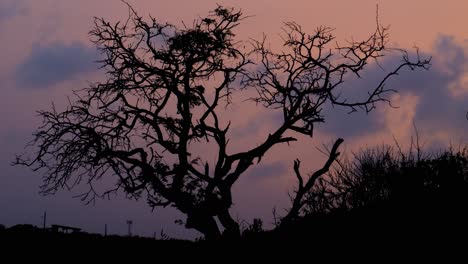 leafless tree and branches silhouetted shaking in the wind