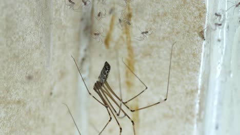 Super-Makro:-Erwachsene-Papa-Langbein-Spinne-Mit-Neu-Geschlüpfter-Brut-Von-Babyspinnen,-Stehen-Bewegungslos-Im-Spinnennetz-Hinter-Türscharnieren-In-Der-Ecke-Eines-Zimmers-Im-Haus