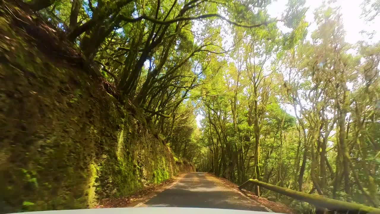 coche blanco conduciendo en una curva carretera de montaña, rodeado de un exuberante bosque tropical, conductor pov, isla de la gomera, islas canarias, españa, europa