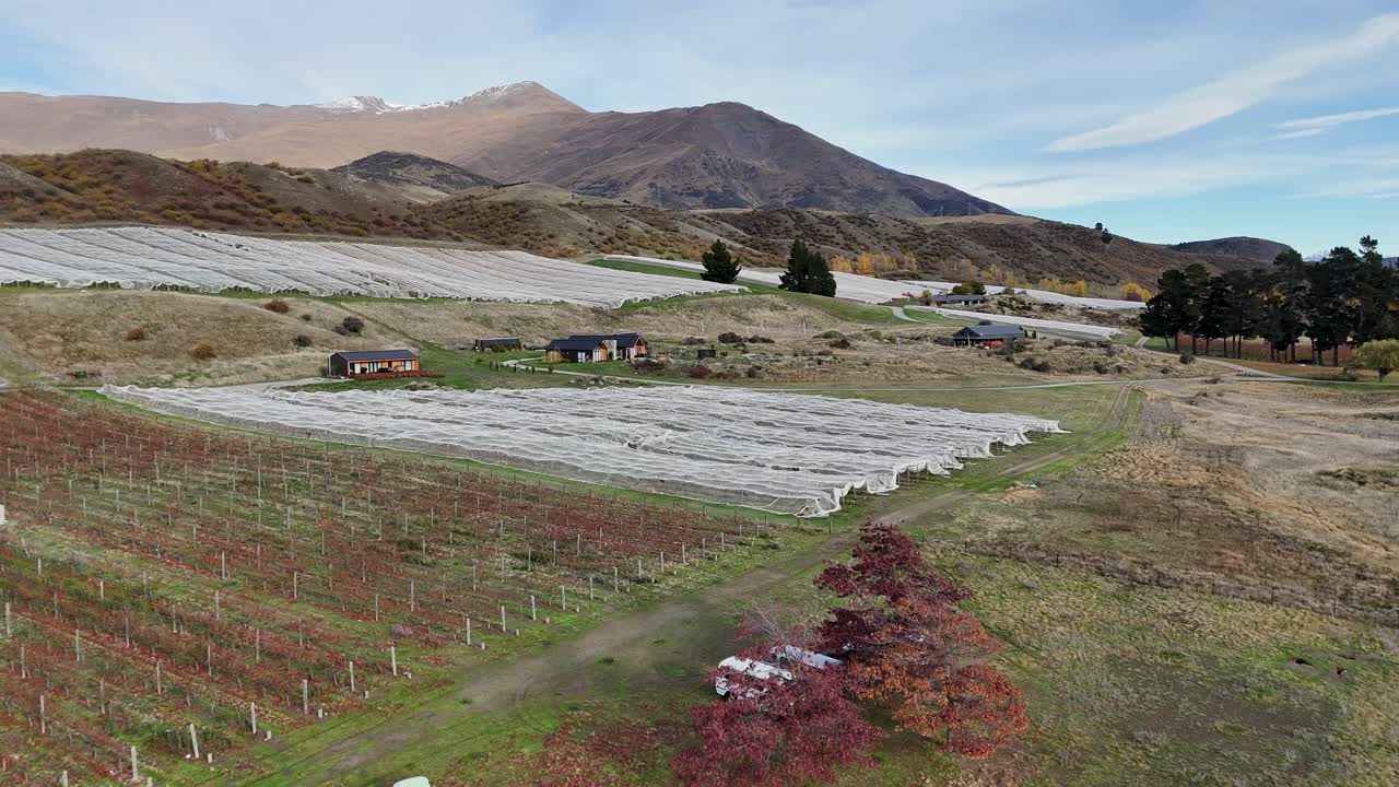 Drone footage captures a scenic vineyard in Queenstown, New Zealand, with mountains and autumn foliage under clear skies