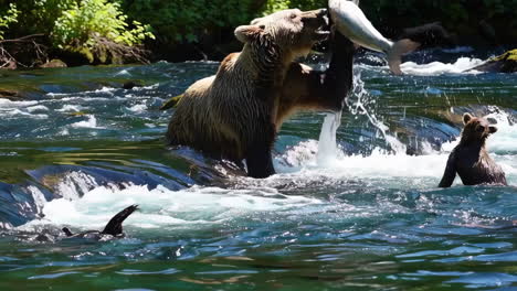 brown bears and cubs fishing in a river