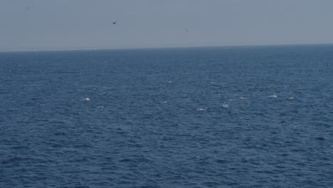 Aerial-shot-of-some-dolphins-riding-and-jumping-from-a-wave