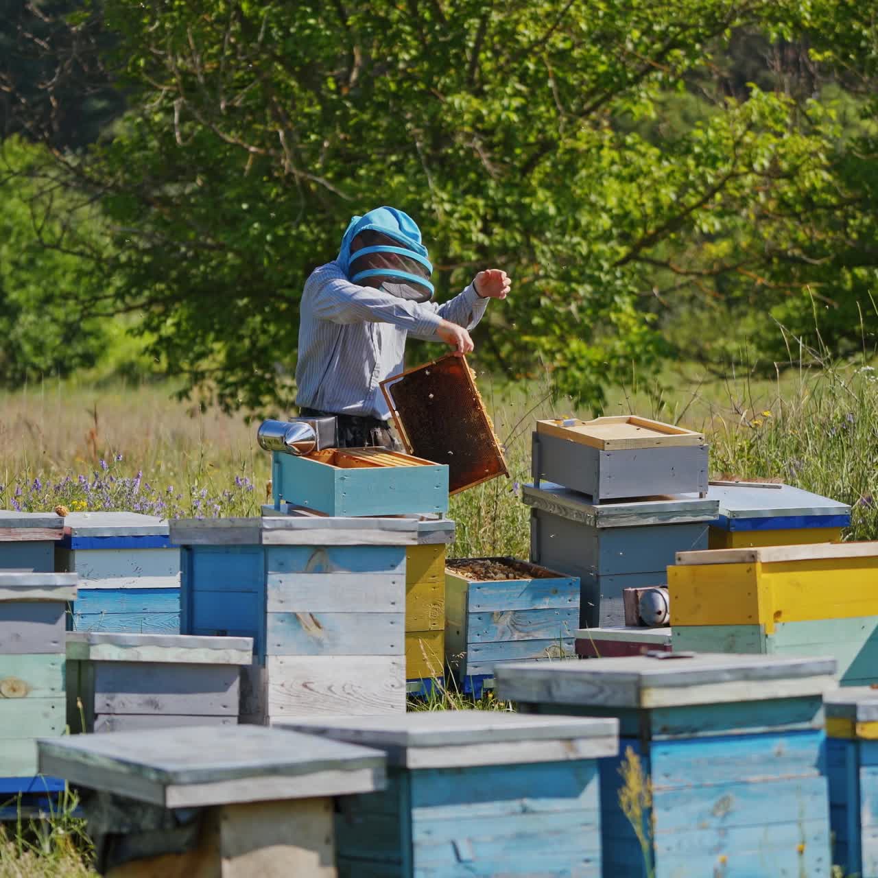 Apiario in estate. Apicoltore con cappello protettivo lavora in un allevamento di api su sfondo naturale. Molte arnie in un campo