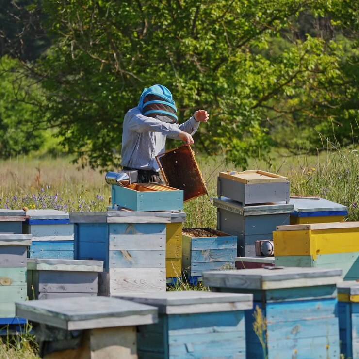 Apiario in estate. Apicoltore con cappello protettivo lavora in un allevamento di api su sfondo naturale. Molte arnie in un campo