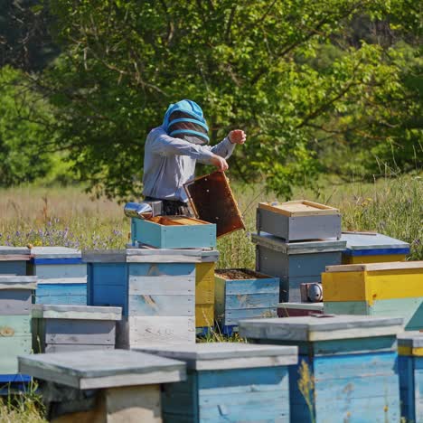 apiary in summer. beekeeper in protective hat works on a bee farm on nature background. many beehives on a field.