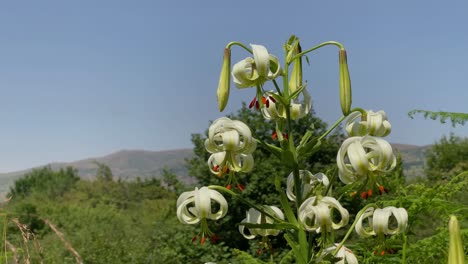 lilium ledebourii lilienblütenpflanze seltene arten wachsen im hochland im nahen osten asiens ist ein natürliches naturflora-erbe der unesco-zitronengras-aroma duftende blüte im botanischen garten der spätfrühlingssaison